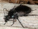 Carabus sp.