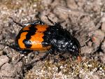 Nicrophorus marginatus 