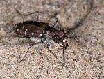 Cicindela oregona