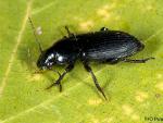 Carabid Sp.