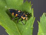 immature lady beetle