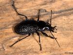 Calosoma sp.