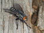 sarcophagid sp.