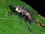 Tachinid Fly