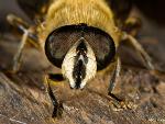 Eristalis sp.