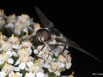 Bombyliid sp.