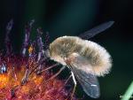 Bombyliid Sp.