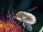 Bombyliid sp.