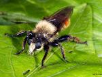 Laphria sp.