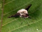 Bombylius major