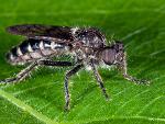 Robber Fly