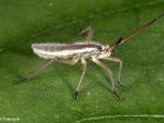 Immature Plant Bug
