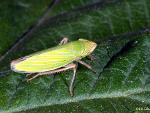 Cicadellid Sp.