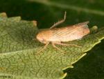 Cicadellid Sp.