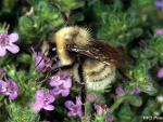 Bombus probably occidentalis