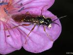 Tenthredinid Sawfly