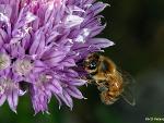 Apis mellifera