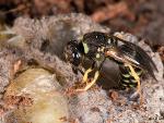 Mason Wasp