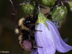 Bombus probably rufocinctus