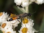 Sphecid Sp.