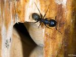 Camponotus modoc