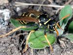 Polistes dominula