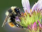 Bombus sylvicola