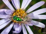 Sweat Bee