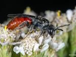 Halictidae Sphecodes