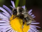 Bombus sp. 