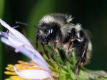 Bombus bifarius
