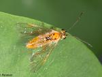 Tenthredinid Sawfly