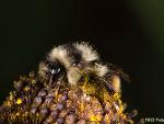 Bombus probably frigidus 