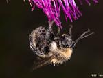 Bombus sp.