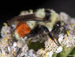 Bombus huntii 