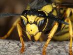 Vespula atropilosa