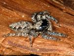 Salticid Sp.