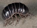 Isopod Sp.