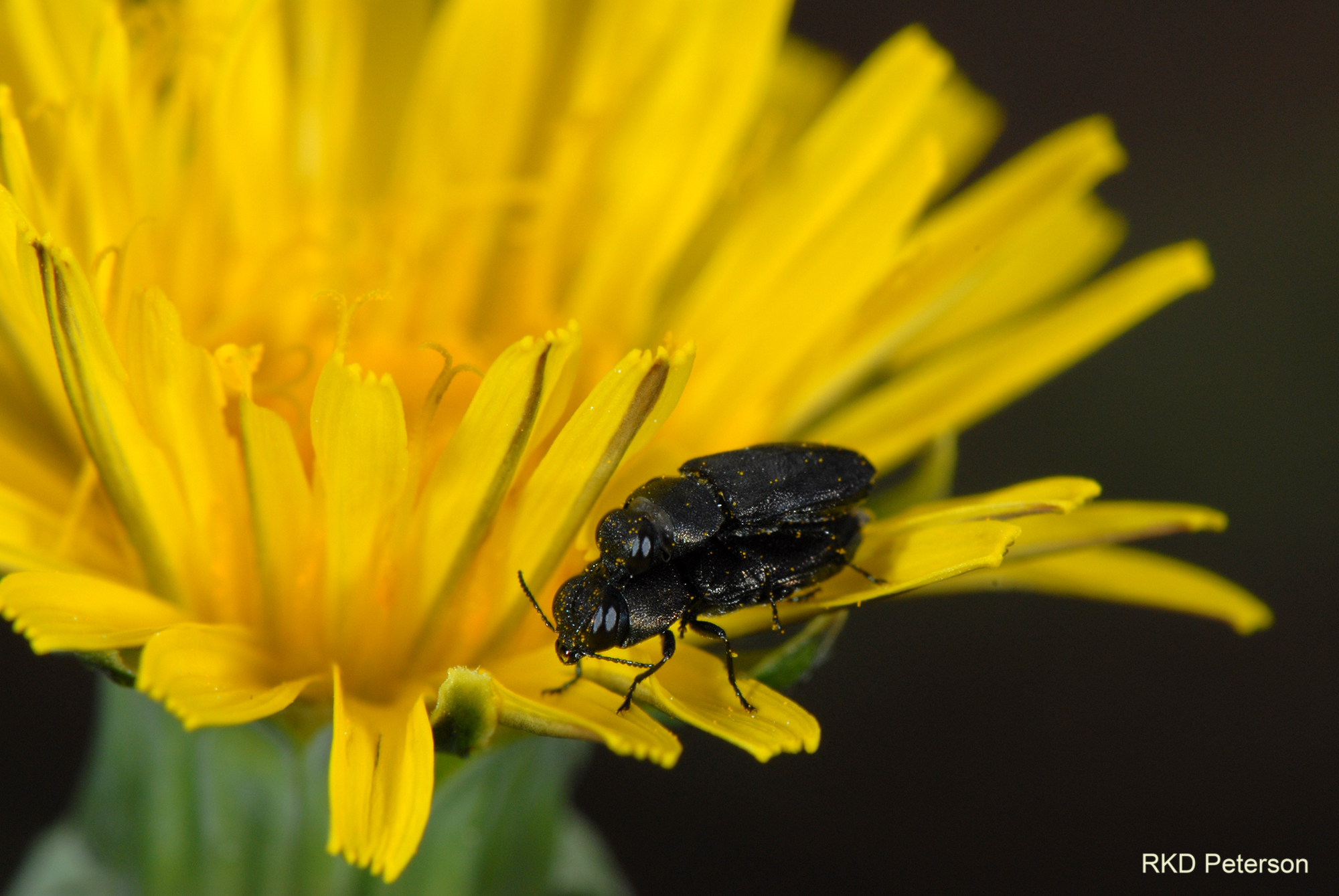 Anthaxia sp.