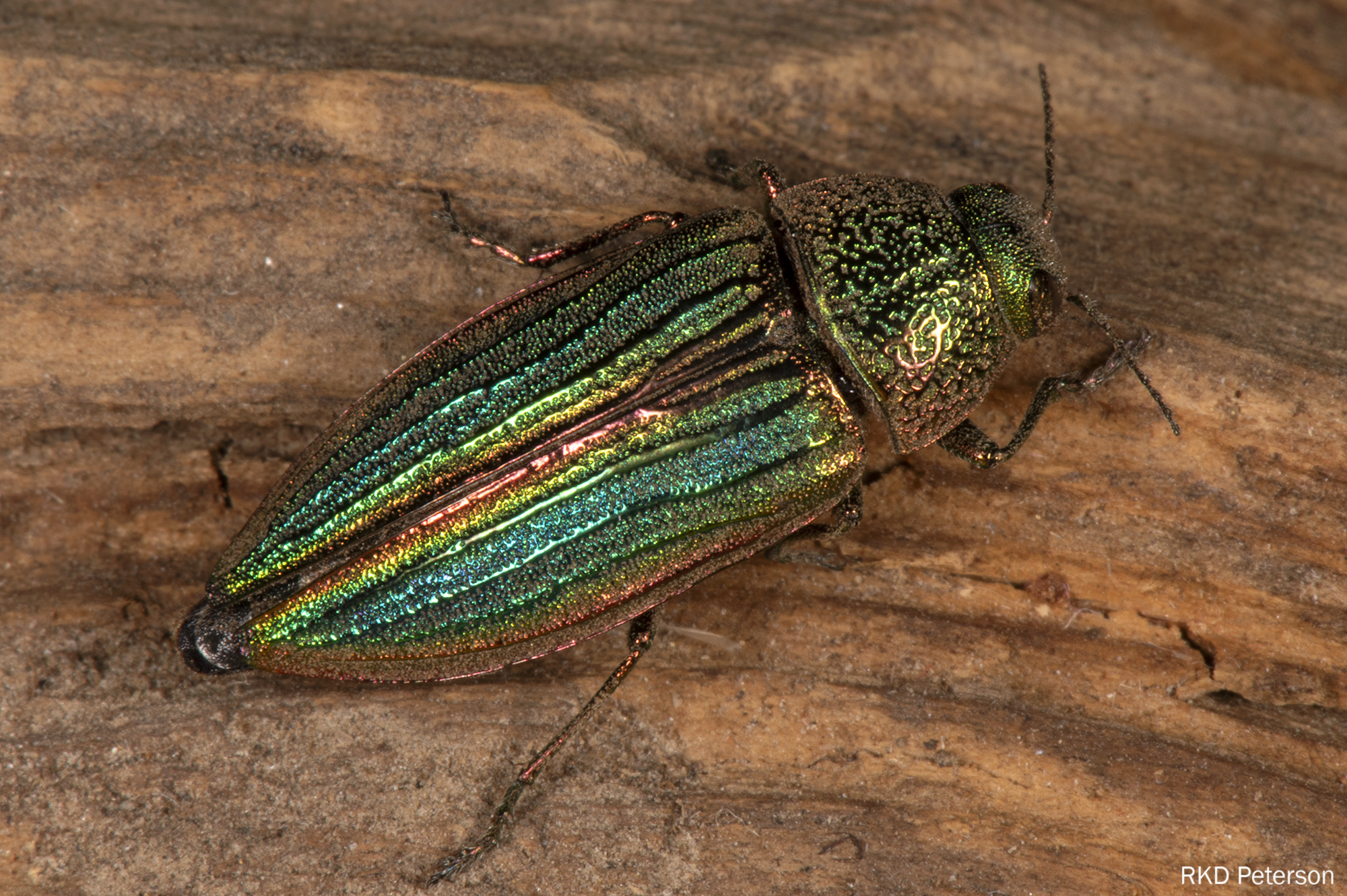 Buprestis aurulenta