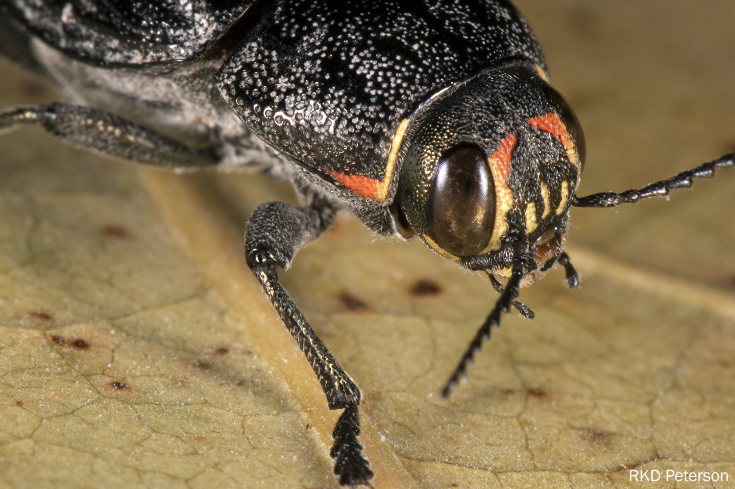 Buprestis maculativentris