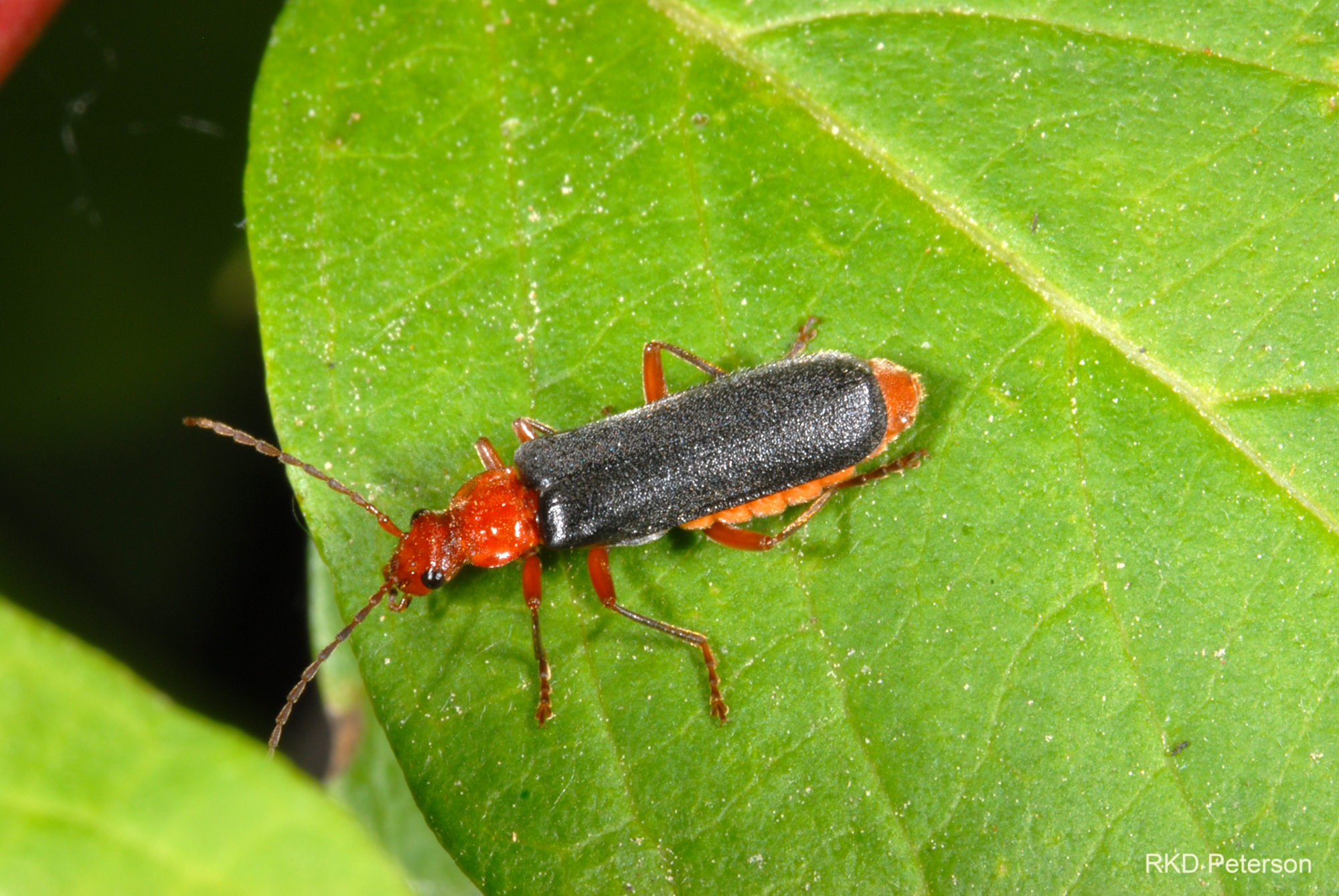 Podabrus sp.