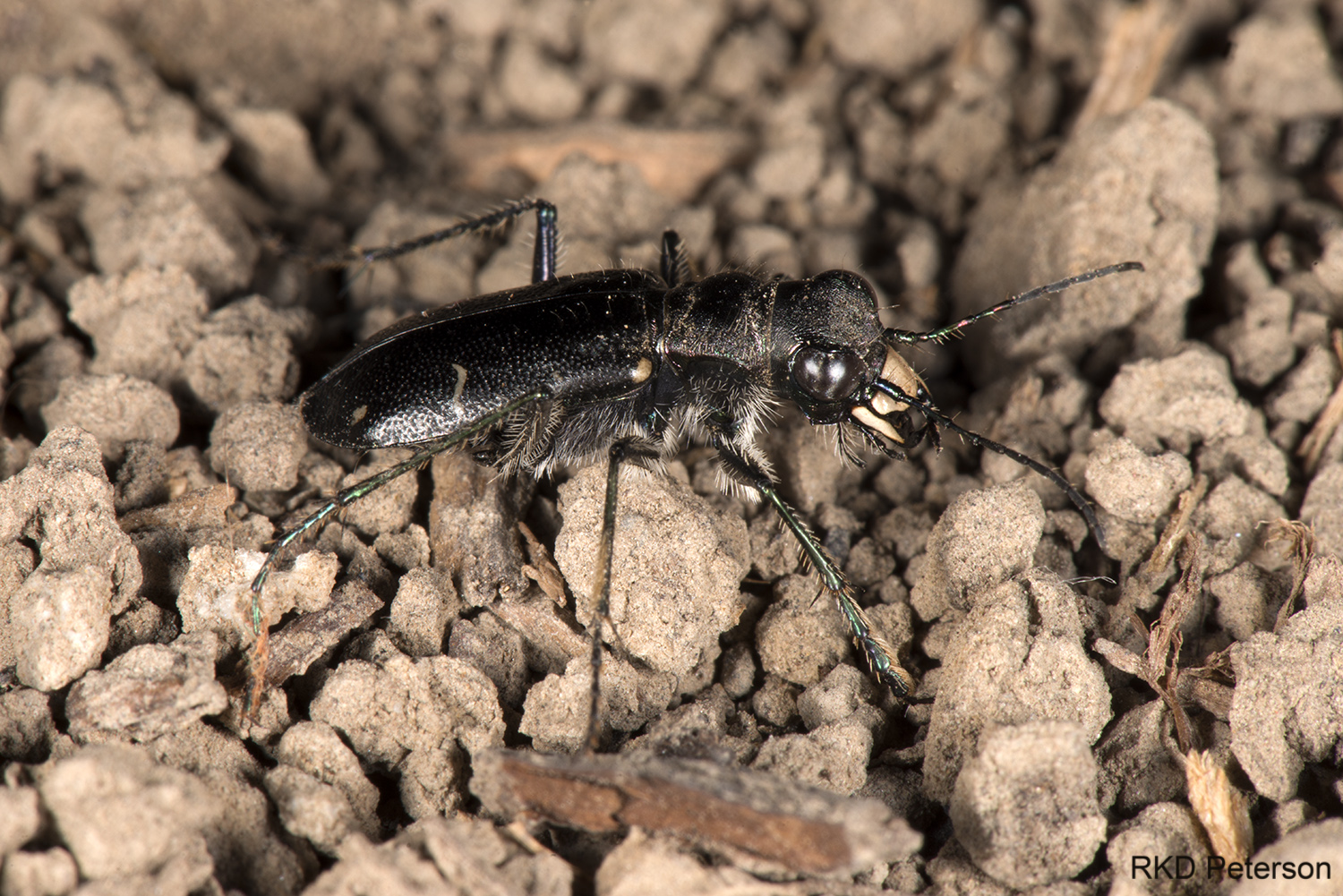 Cicindela longilabris