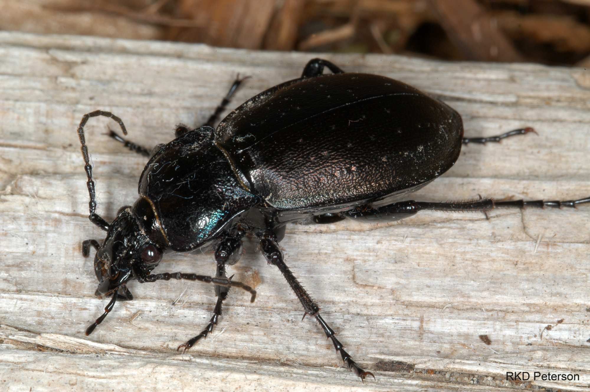 Carabus sp.