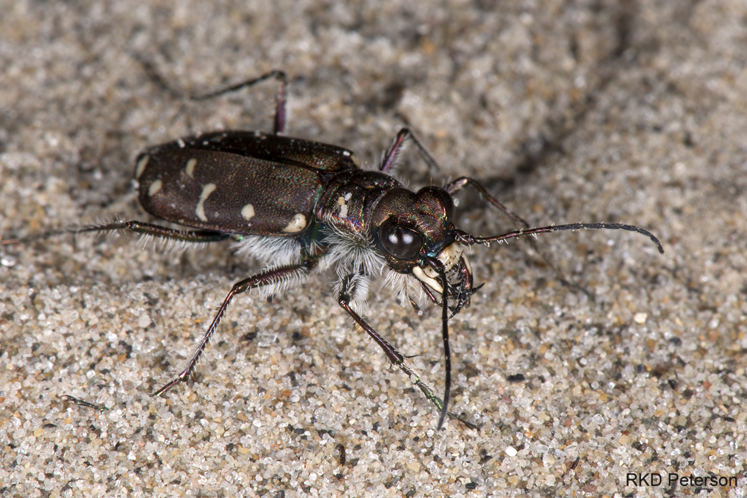 Cicindela oregona