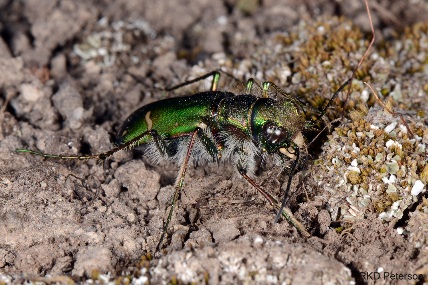 Cincindela purpurea