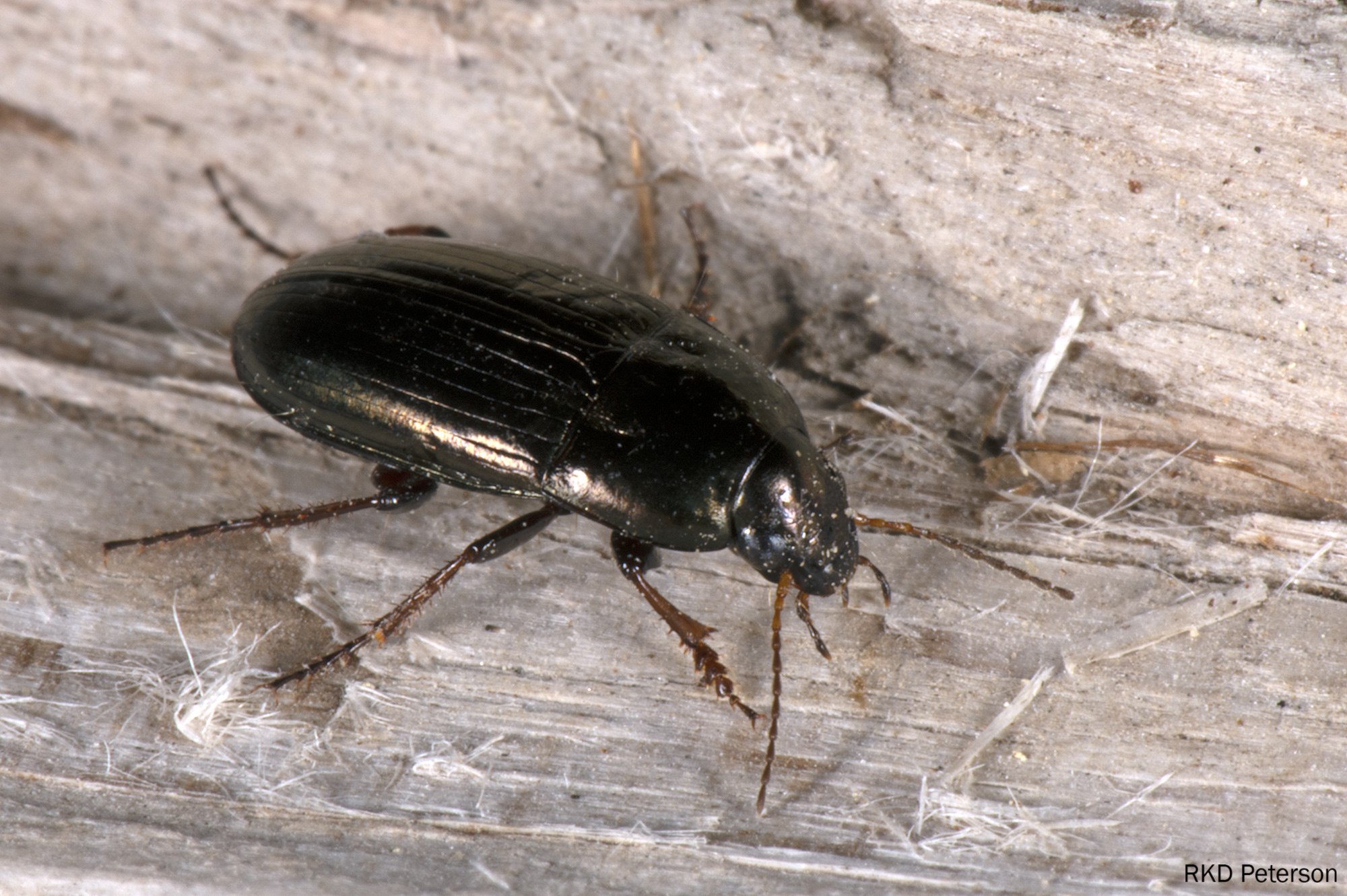 carabid sp.2