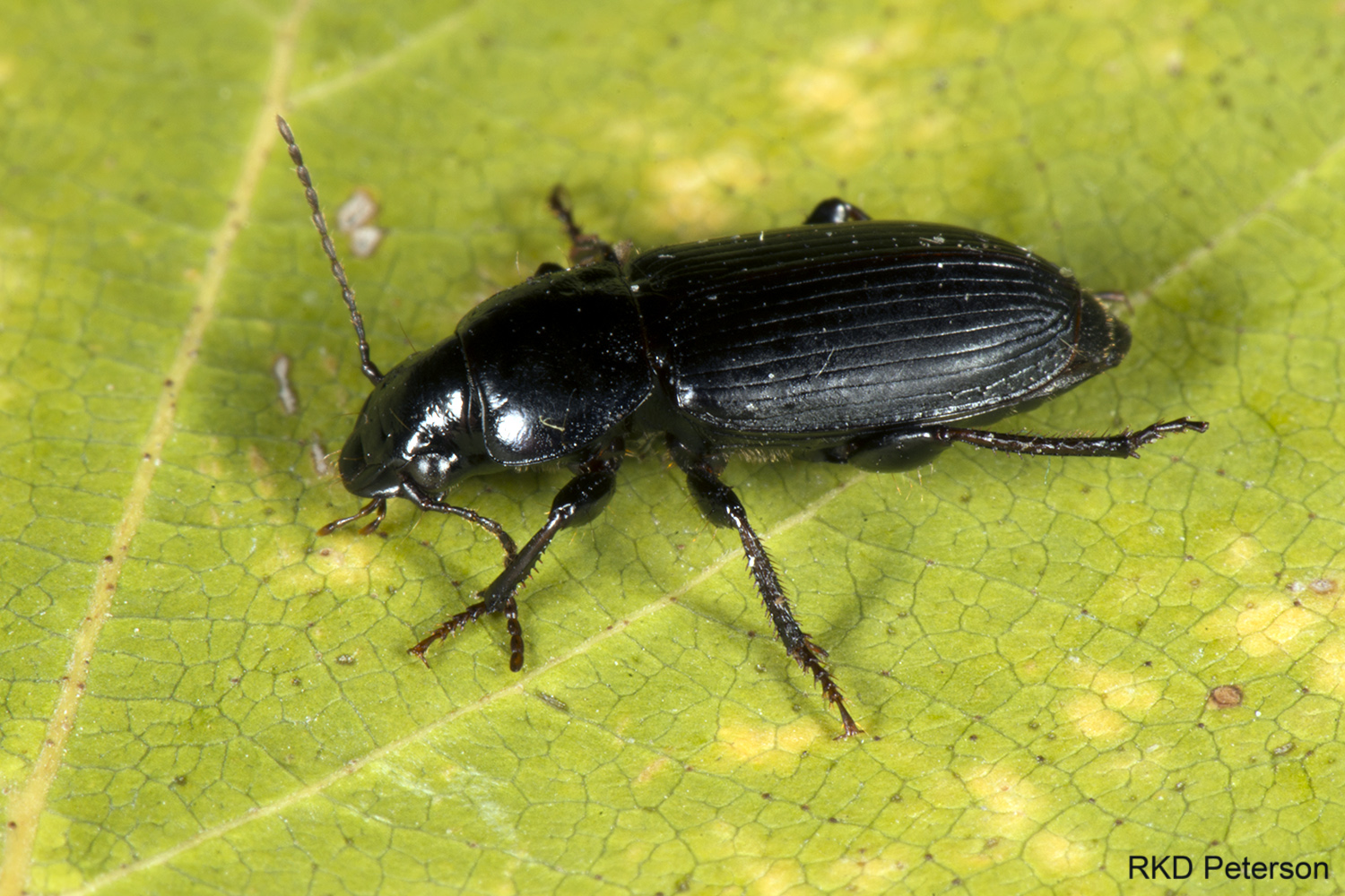 carabid sp.