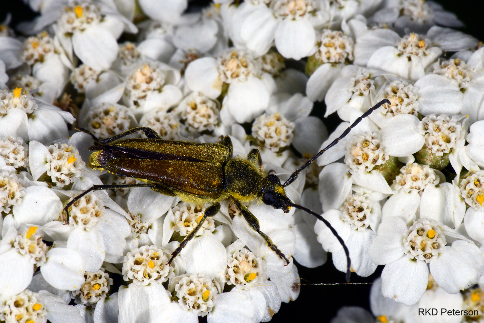 Cosmosalia chrysocoma