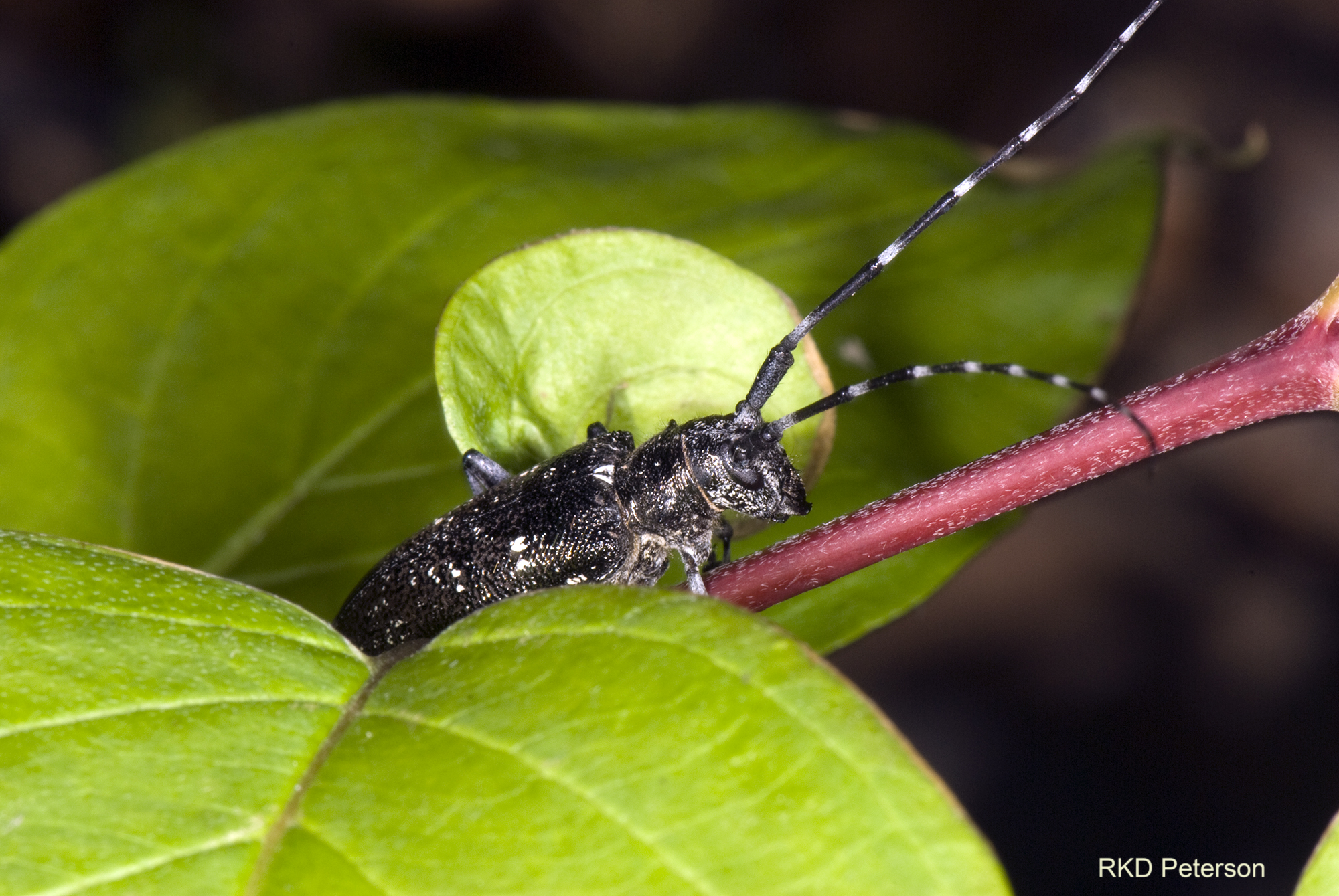 Monochamous oregonensis